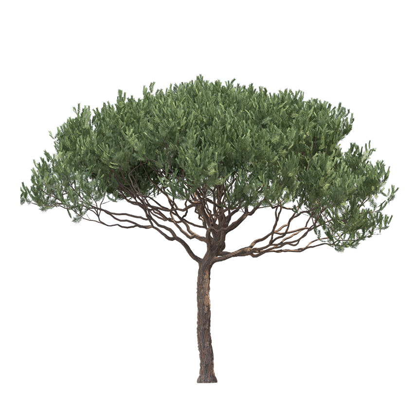Pinus Pinaster - Maritime Pine